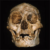 Homo floresiensis