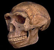 Homo erectus