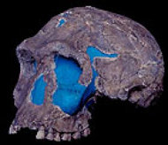 Homo habilis