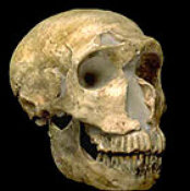 Homo neanderthalensis