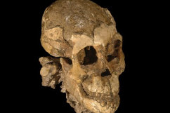 Autralopithecus afarensis 1